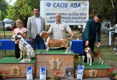 CACIB ADA